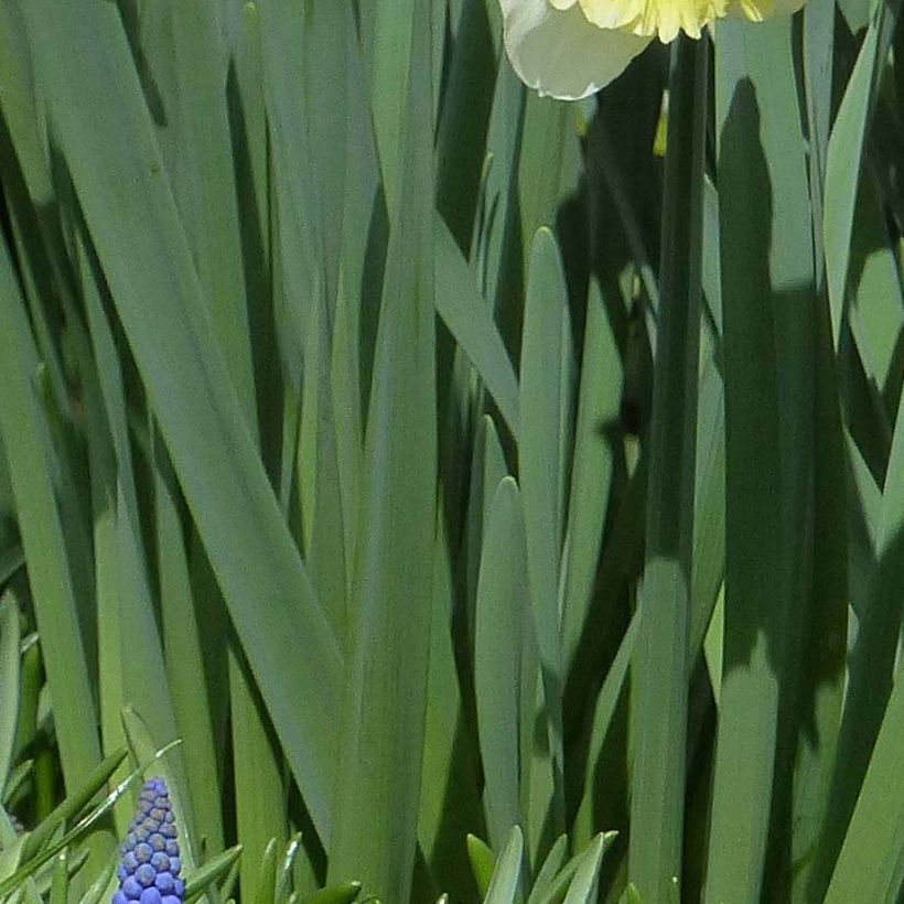Frühe Gefüllte Tulpe Copper Image (Foliage)