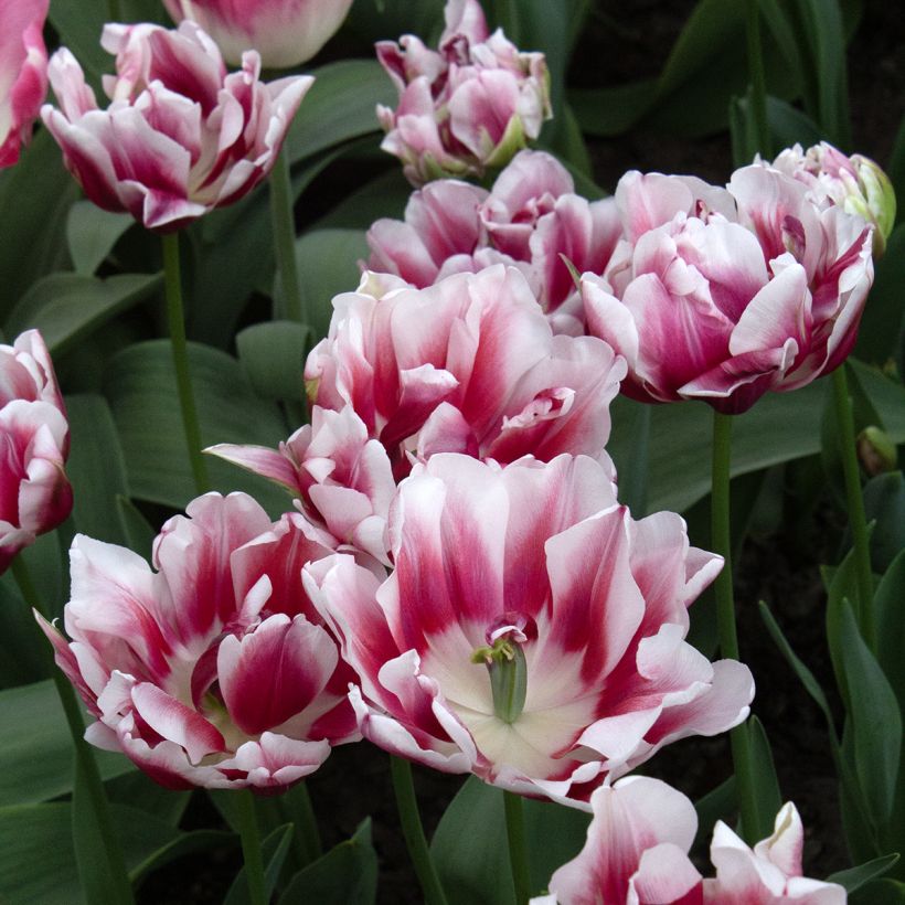 Frühe Gefüllte Tulpe Fantasy Lady (Flowering)