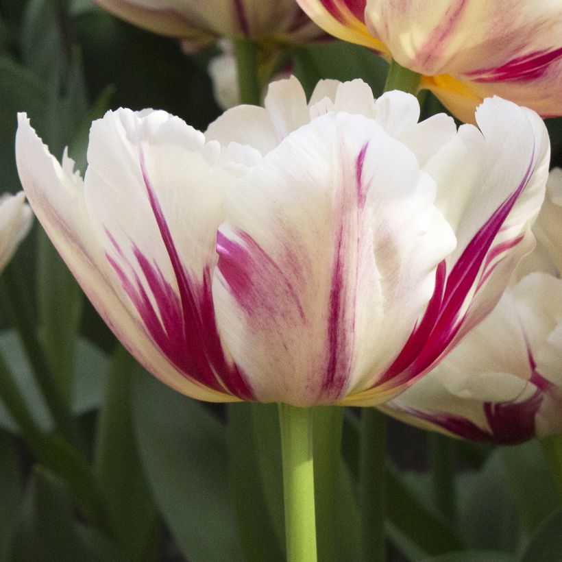 Frühe Gefüllte Tulpe Flaming Margarita (Flowering)