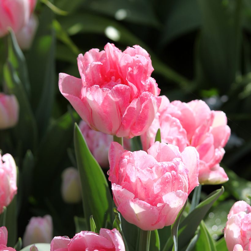 Frühe Gefüllte Tulpe Foxtrot (Flowering)