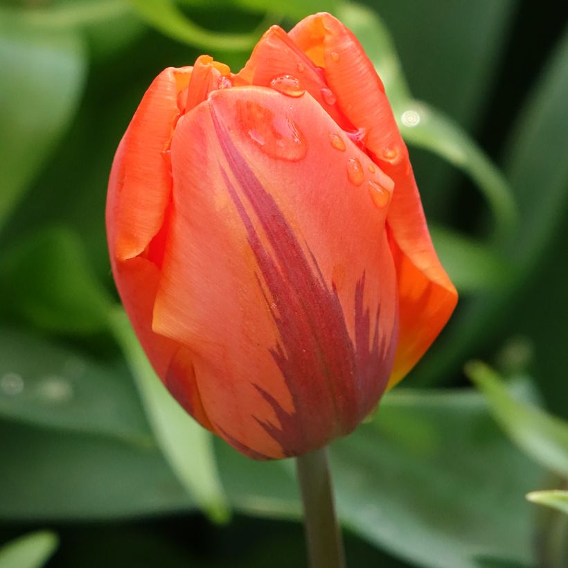 Frühe Gefüllte Tulpe Hermitage (Flowering)