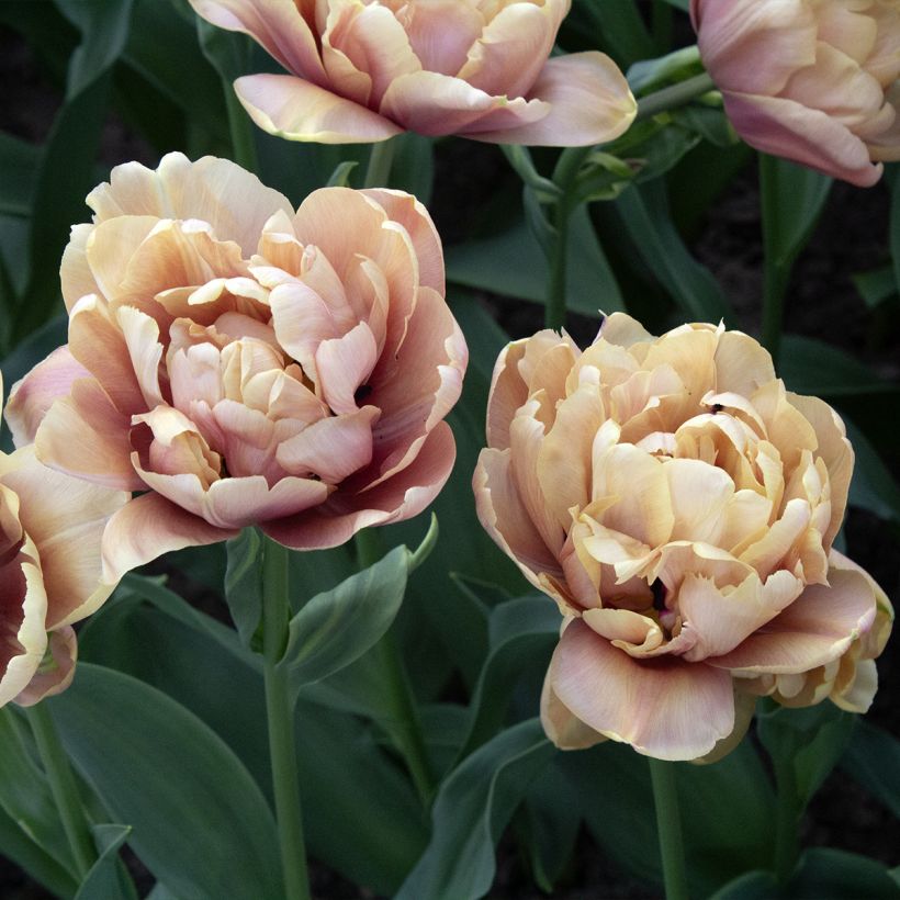 Frühe Gefüllte Tulpe La Belle Epoque (Flowering)