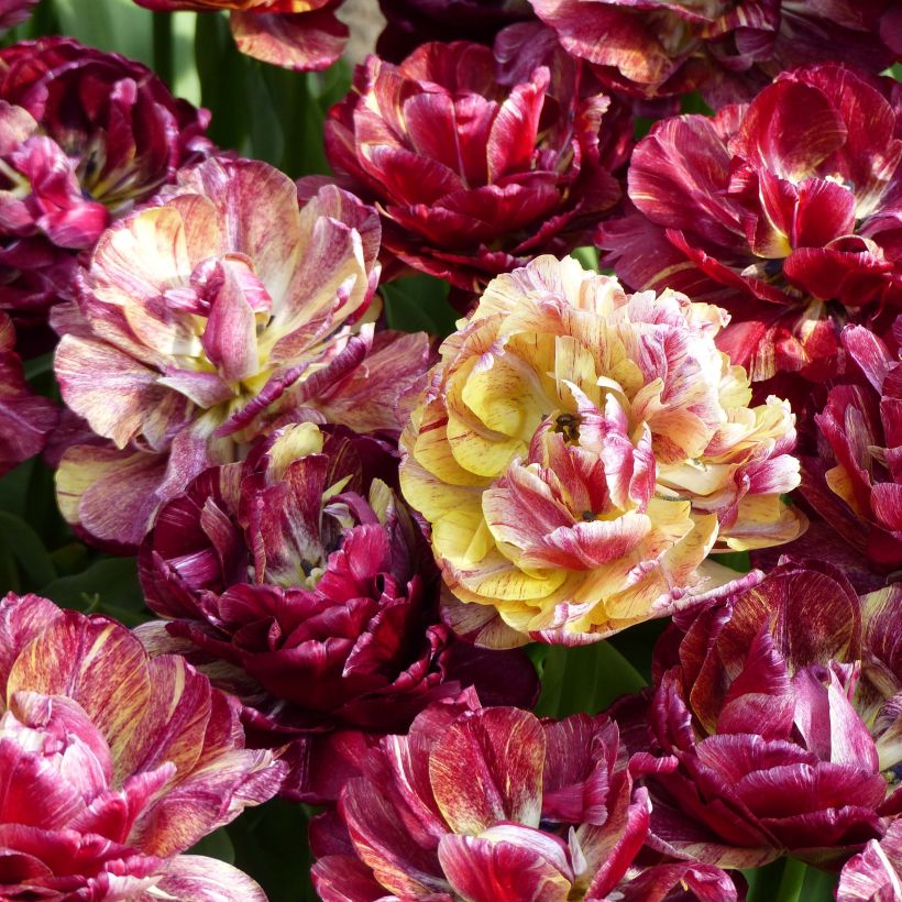 Frühe Gefüllte Tulpe Nachwacht (Flowering)