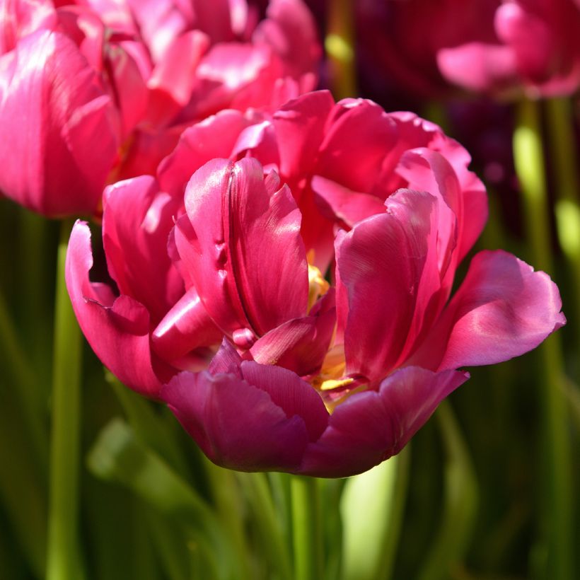 Frühe Gefüllte Tulpe Royal Acres (Flowering)