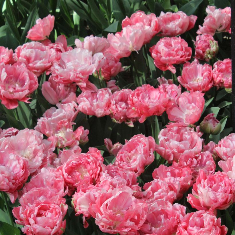 Frühe Gefüllte Tulpe Sweet Amy (Flowering)