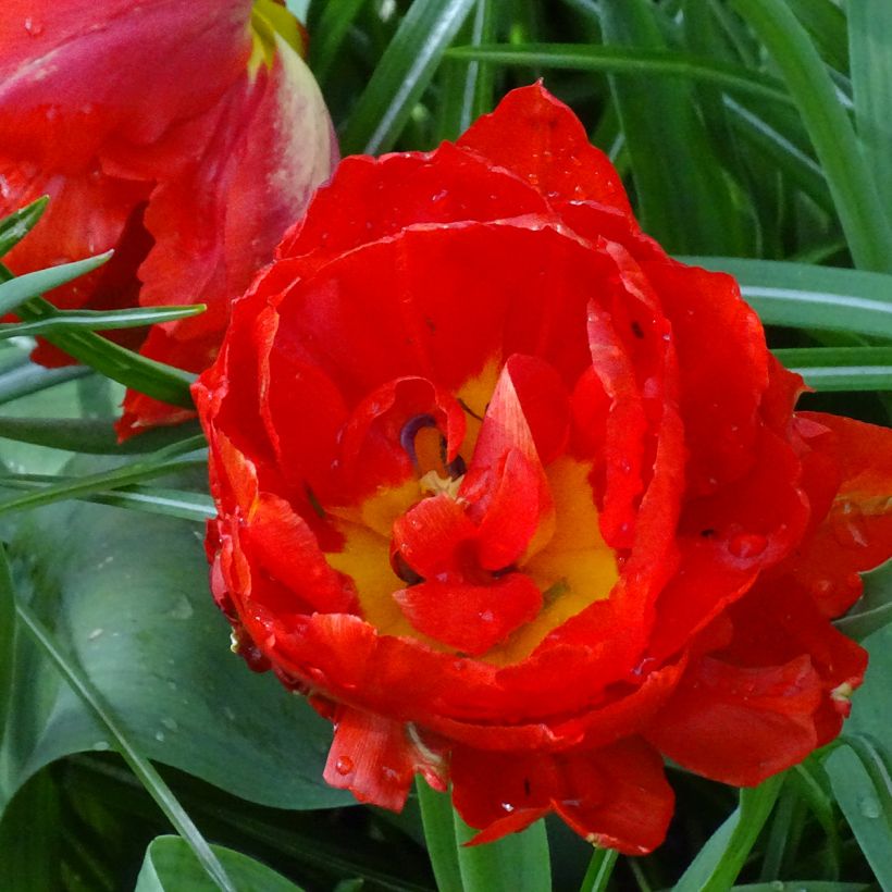 Frühe Gefüllte Tulpe Viking (Flowering)