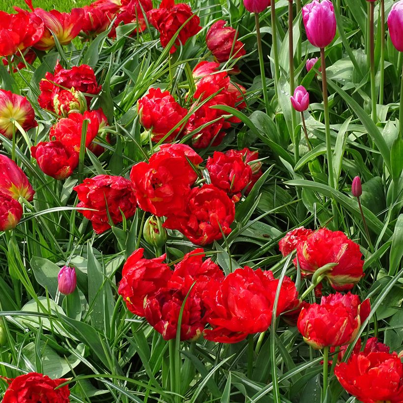 Frühe Gefüllte Tulpe Viking (Plant habit)