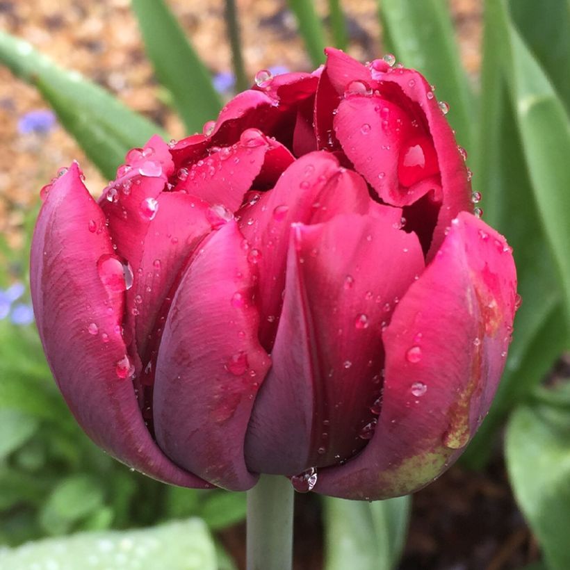 Späte Gefüllte Tulpe Antraciet (Flowering)