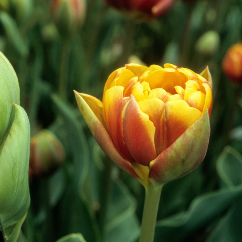 Späte Gefüllte Tulpe Bonanza (Flowering)