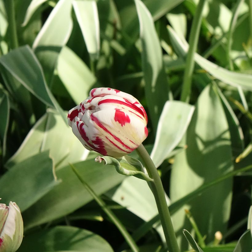 Späte Gefüllte Tulpe Carnaval de Nice (Flowering)
