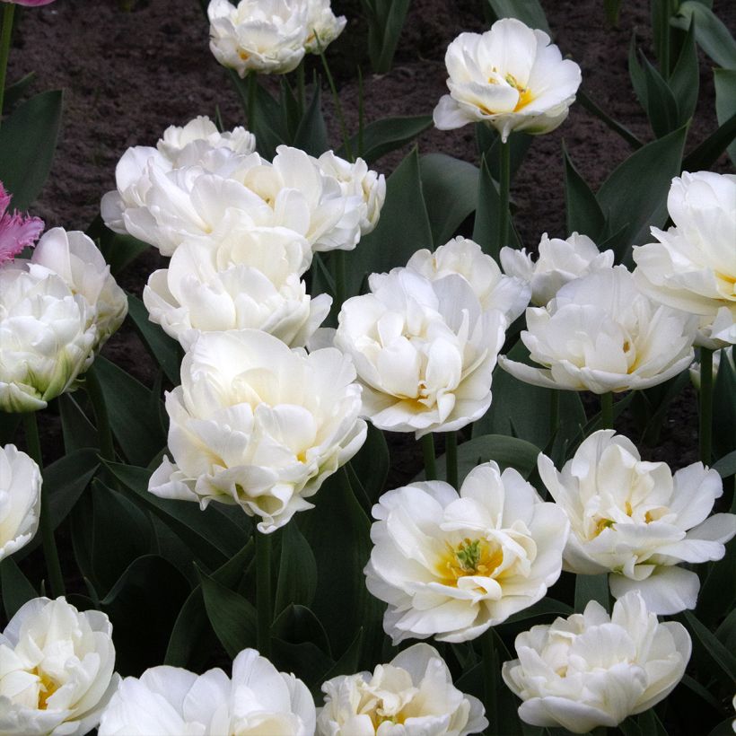 Späte Gefüllte Tulpe Cool  (Flowering)