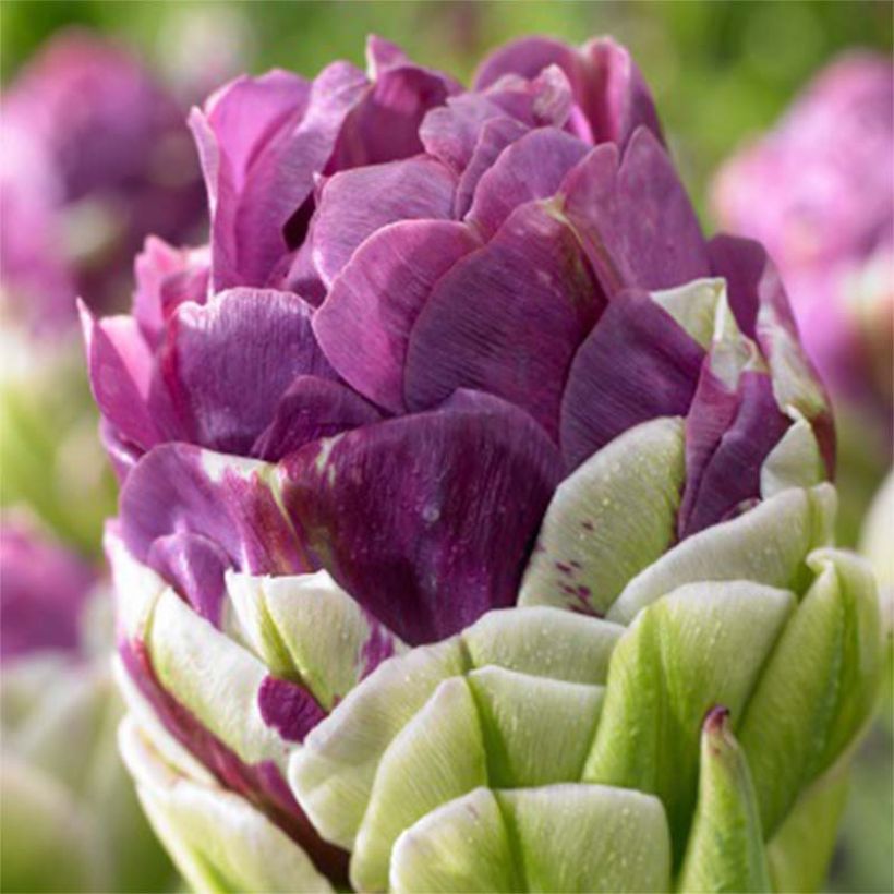 Späte Gefüllte Tulpe Exquisit (Flowering)