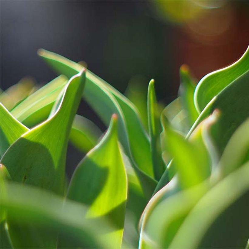 Späte Gefüllte Tulpe Gudoshnik Double (Foliage)