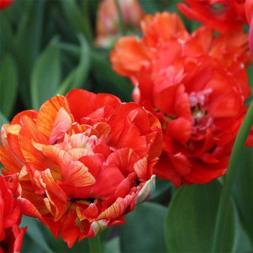 Späte Gefüllte Tulpe Gudoshnik Double (Flowering)