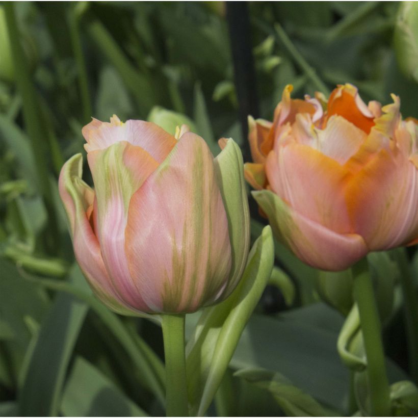 Späte Gefüllte Tulpe Menton Unique (Flowering)
