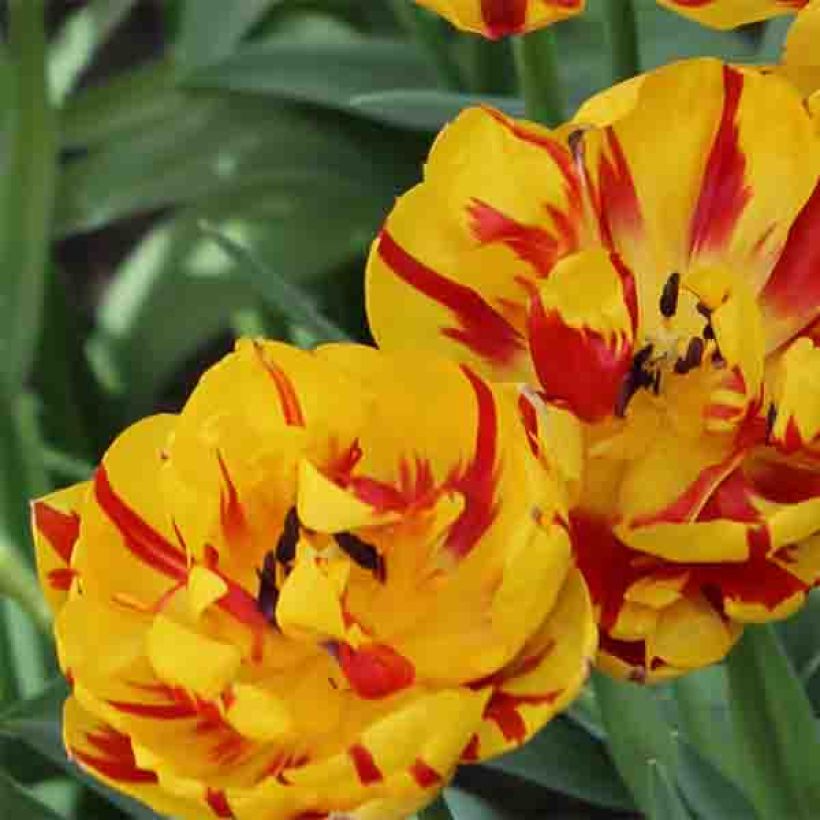 Späte Gefüllte Tulpe Nizza (Flowering)