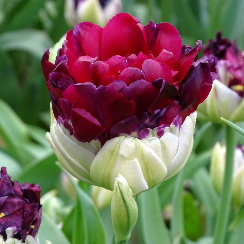 Späte Gefüllte Tulpe Pop Up Purple (Flowering)