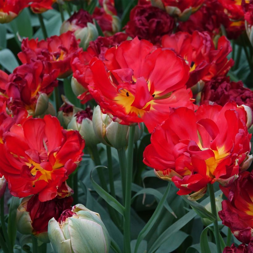 Späte Gefüllte Tulpe Pop Up Red (Flowering)
