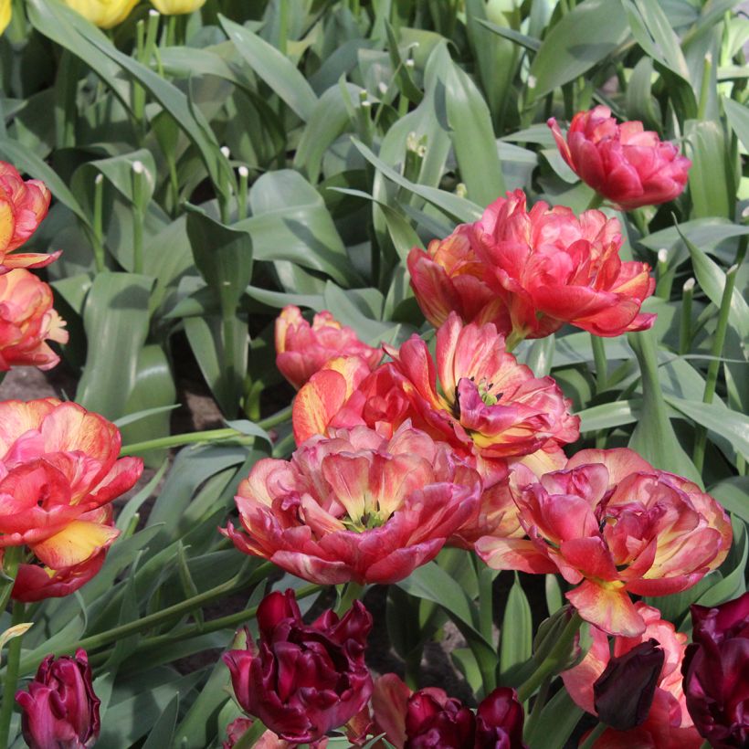 Späte Gefüllte Tulpe Sundowner (Flowering)