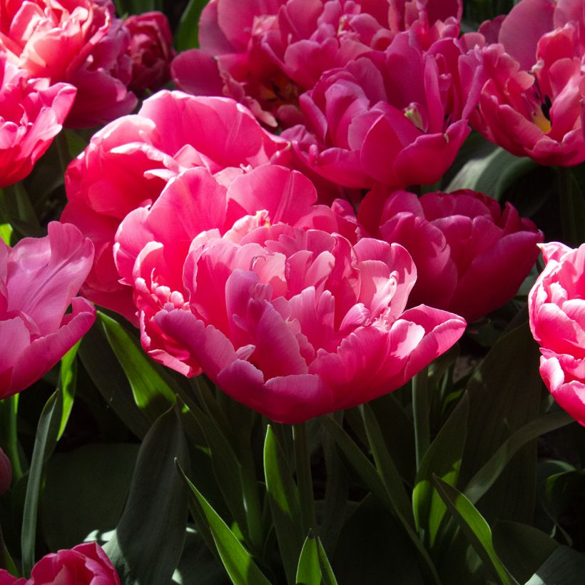 Späte Gefüllte Tulpe Sunset Tropical (Flowering)