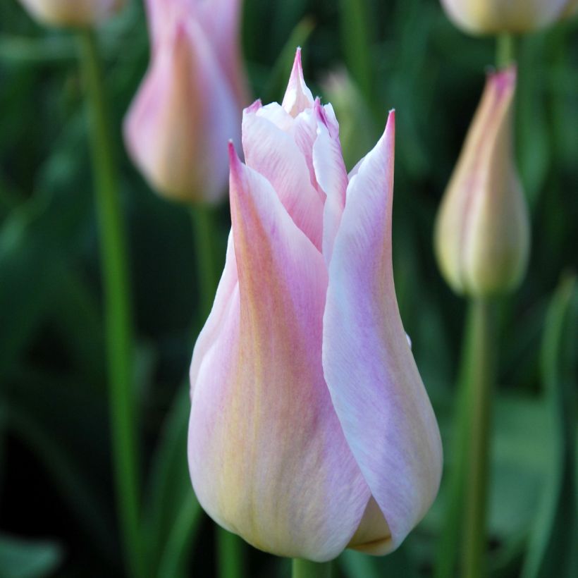 Lilienblütige Tulpe Ballade Lady (Flowering)