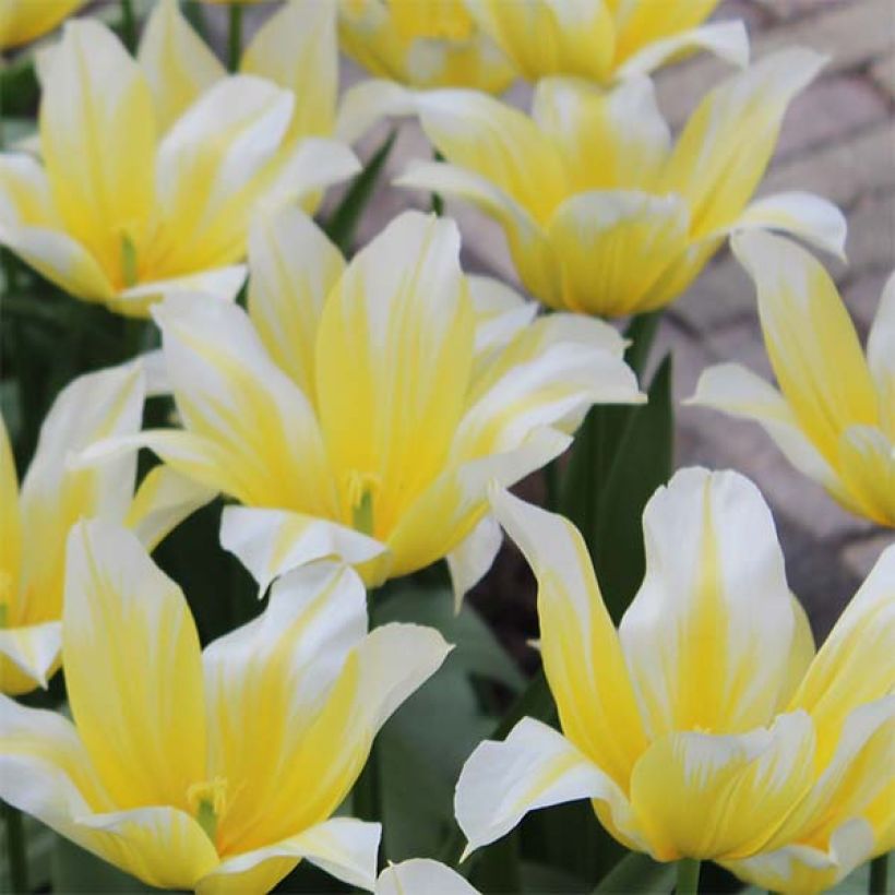 Lilienblütige Tulpe Budlight (Flowering)