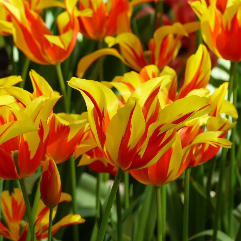 Lilienblütige Tulpe Fire Wings (Flowering)