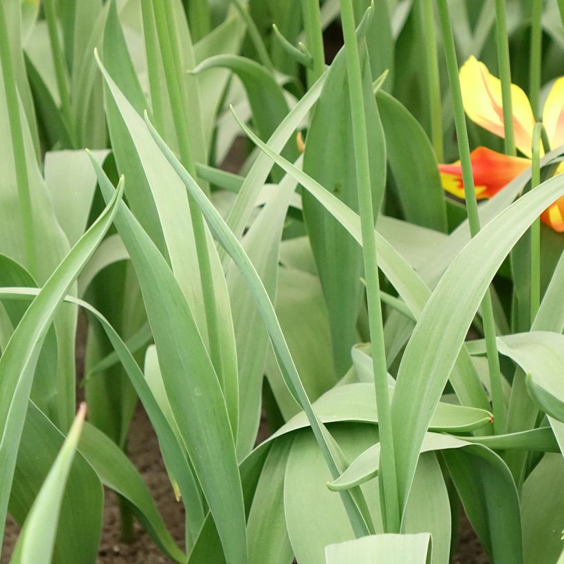 Lilienblütige Tulpe Fire Wings (Foliage)