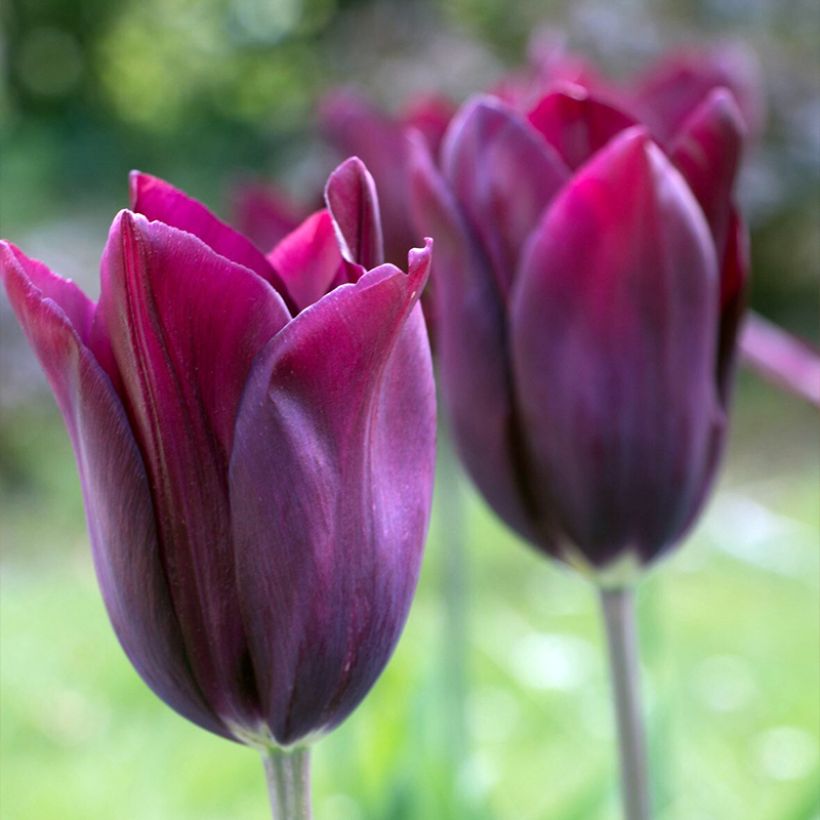 Lilienblütige Tulpe Merlot (Flowering)