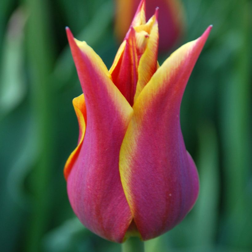 Lilienblütige Tulpe Sonnet (Flowering)