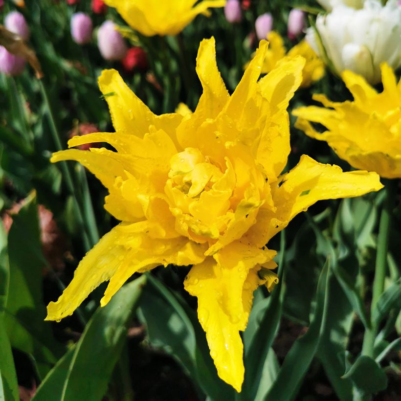 Lilienblütige Tulpe Yellow Spider (Flowering)