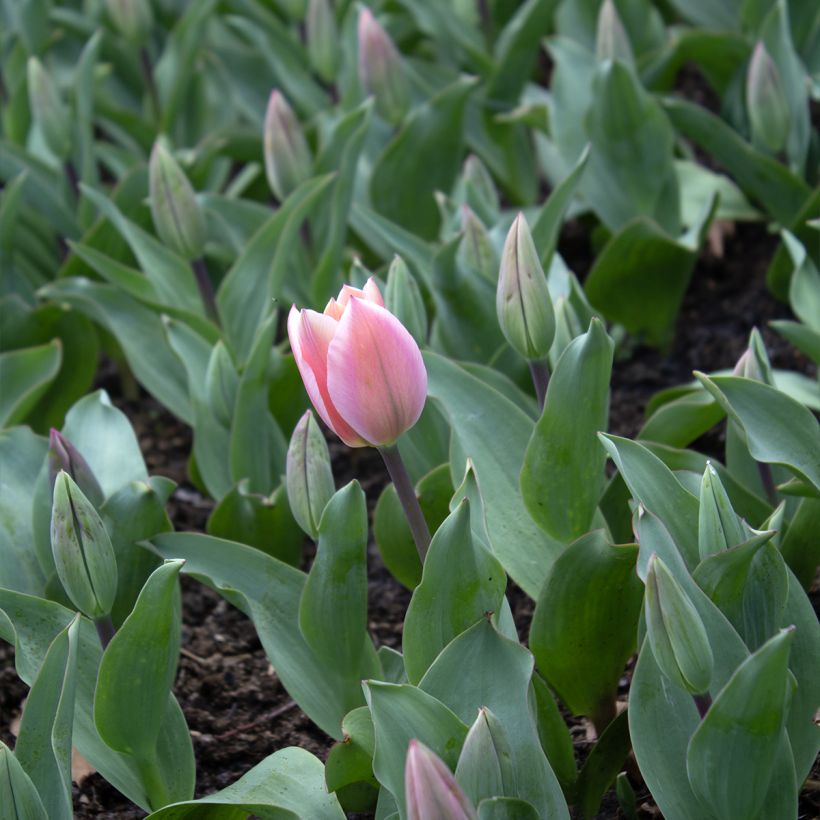 Tulipa fosteriana Albert Heijn (Flowering)