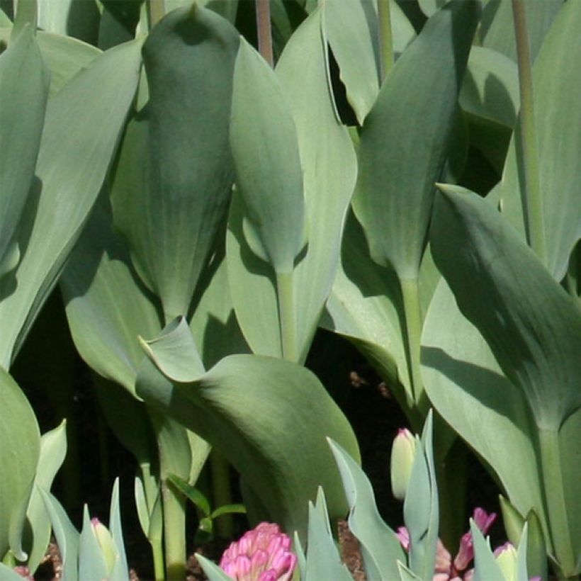 Tulipa fosteriana Flaming Purissima (Foliage)