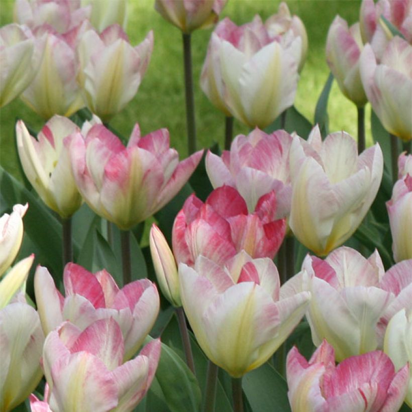 Tulipa fosteriana Flaming Purissima (Flowering)