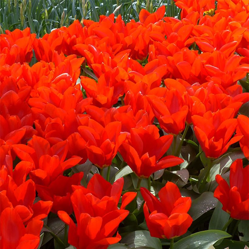 Tulipa fosteriana Red Emperor (Flowering)
