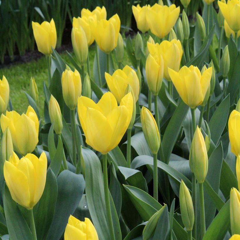 Tulipa fosteriana Sweetheart (Flowering)