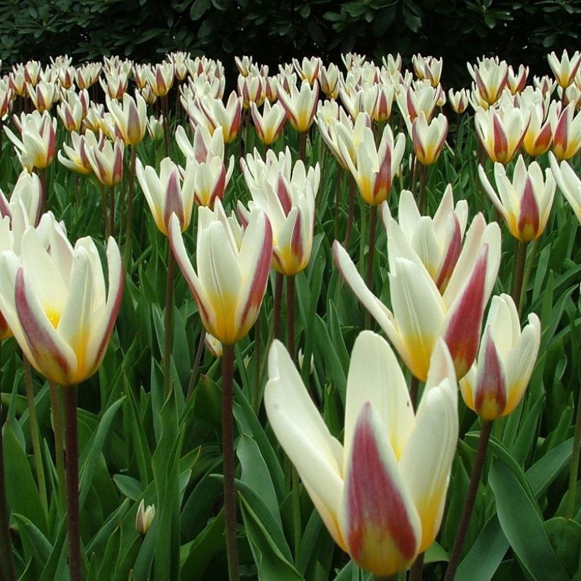 Seerosen-Tulpe Ice Stick (Flowering)