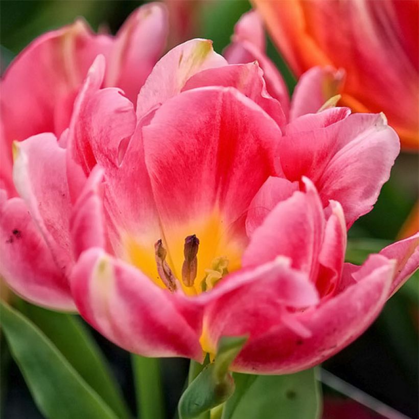 Frühe Gefüllte Tulpe Peach Blossom (Flowering)