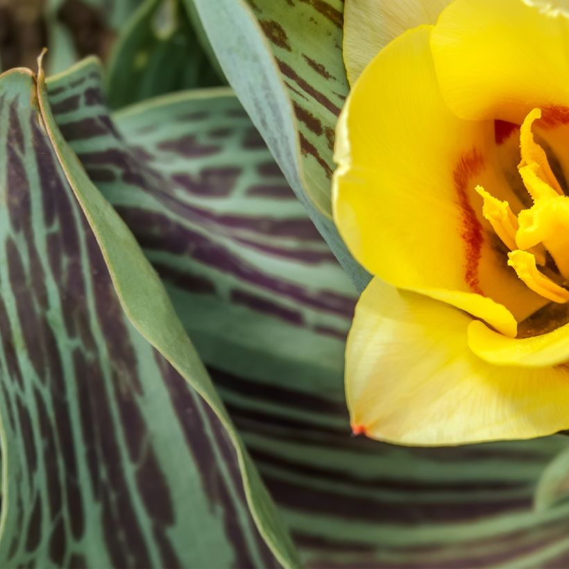 Tulipa greigii Mélodie d'amour (Foliage)