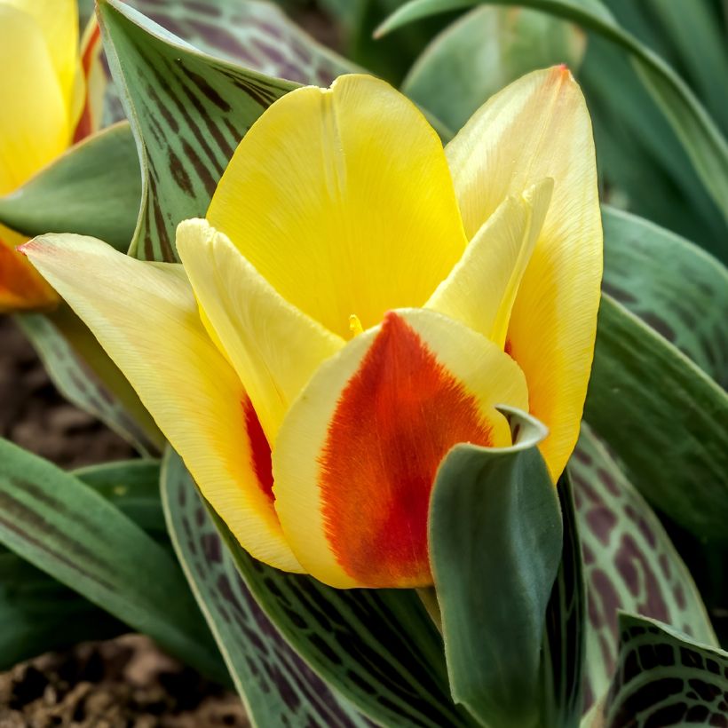 Tulipa greigii Mélodie d'amour (Flowering)