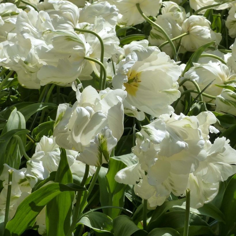 Papageien-Tulpe Madonna (Flowering)