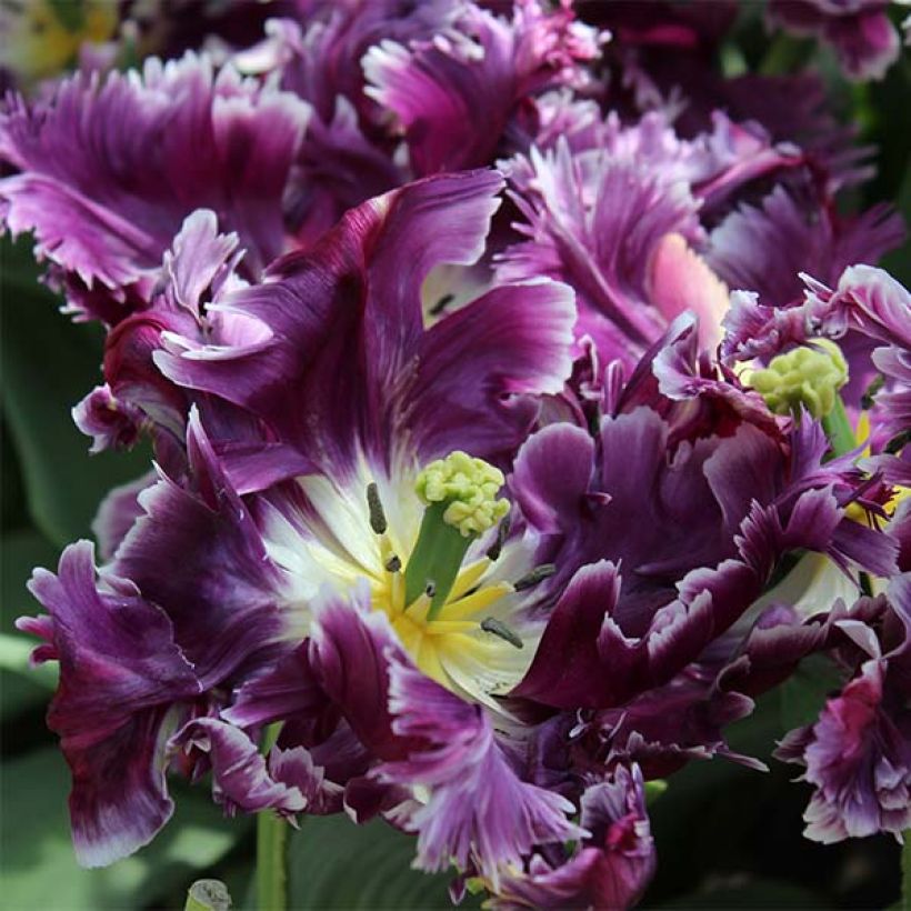 Papageien-Tulpe Mysterious Parrot (Flowering)