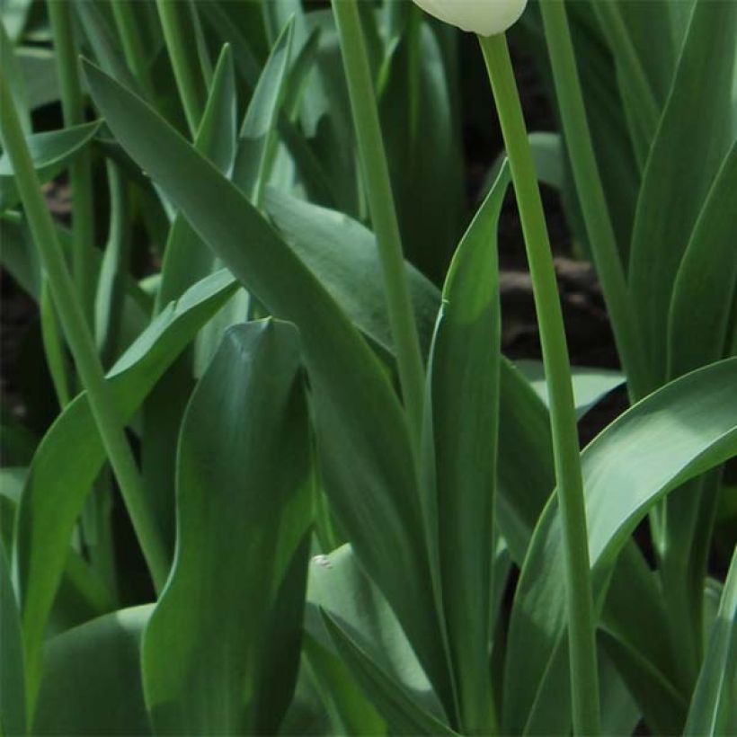Papageien-Tulpe Rasta Parrot (Foliage)