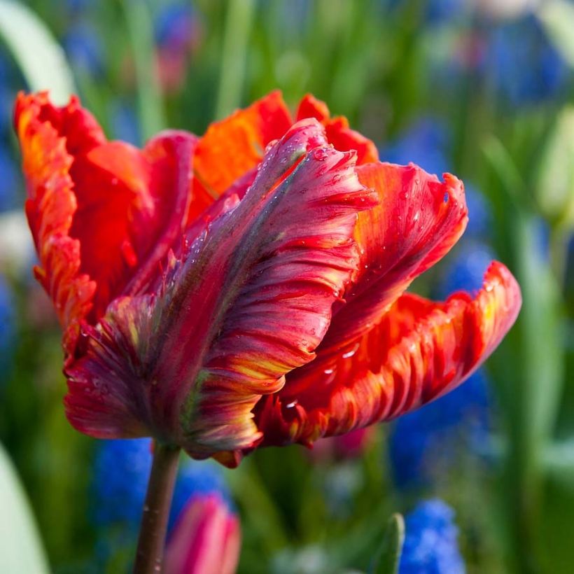 Papageien-Tulpe Rasta Parrot (Flowering)