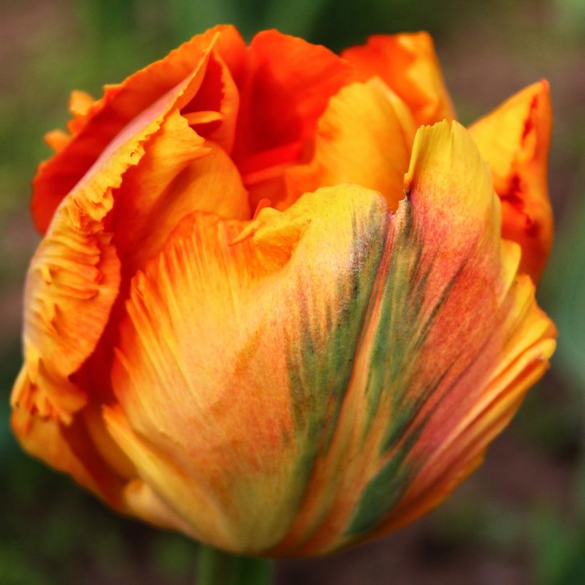 Papageien-Tulpe Comet (Flowering)
