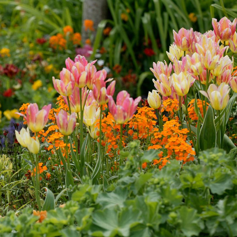 Mehrblütige Tulpe Antoinette (Plant habit)