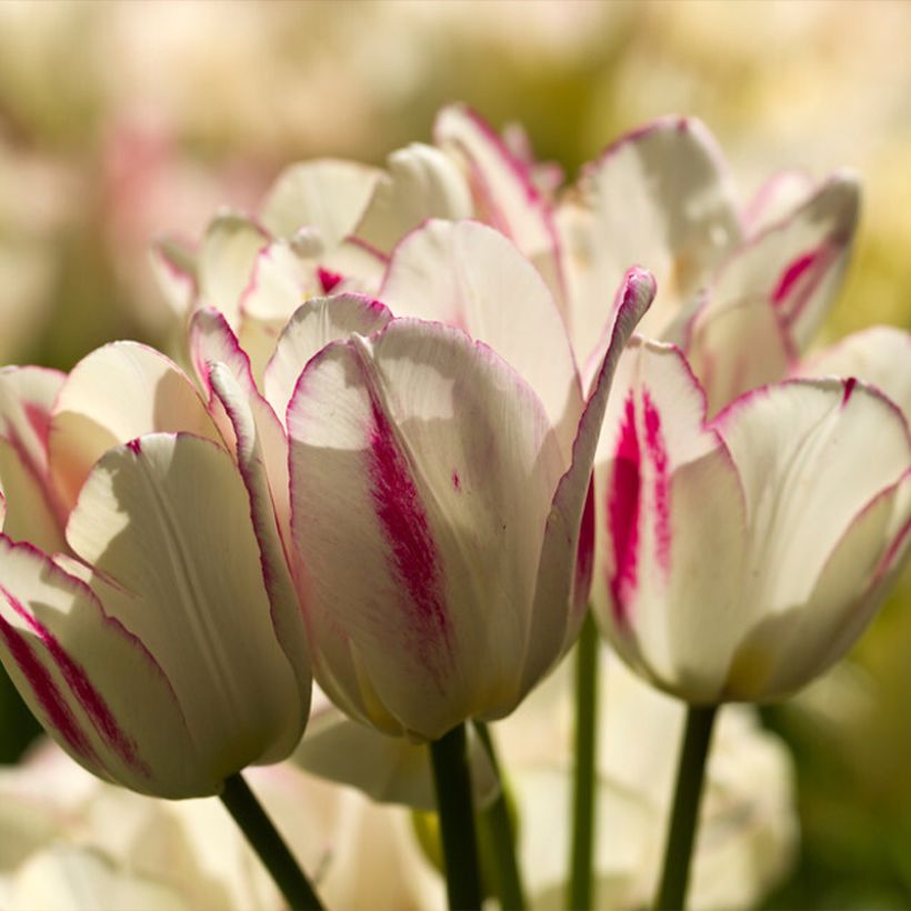 Mehrblütige Tulpe Candy Club (Flowering)