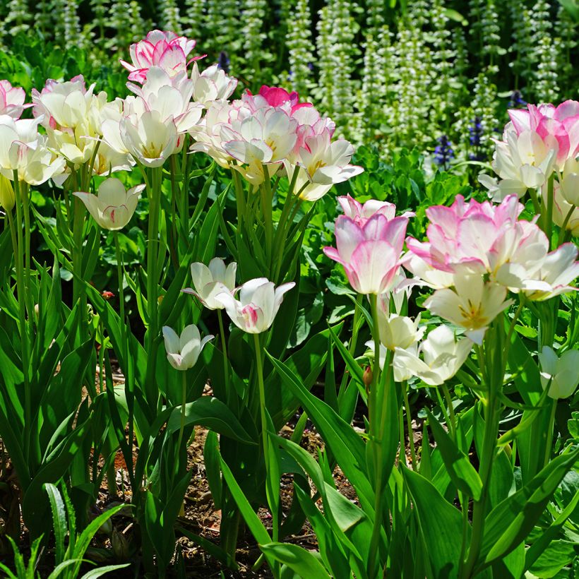 Mehrblütige Tulpe Candy Club (Plant habit)