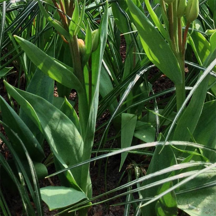 Mehrblütige Tulpe Flaming Club (Foliage)