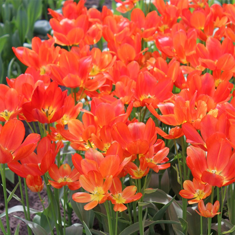 Mehrblütige Tulpe Orange bouquet (Flowering)